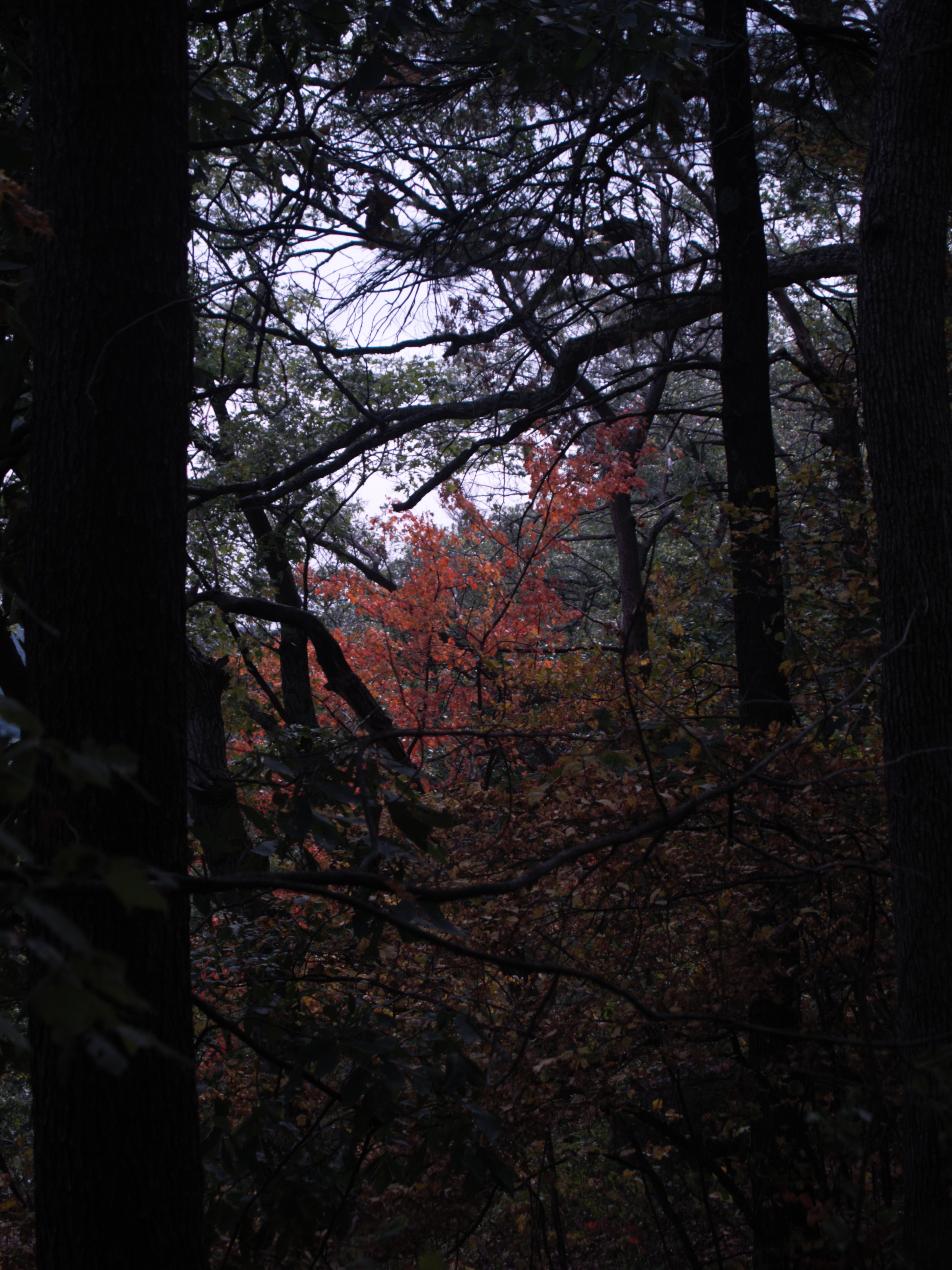 Beginning of Fall